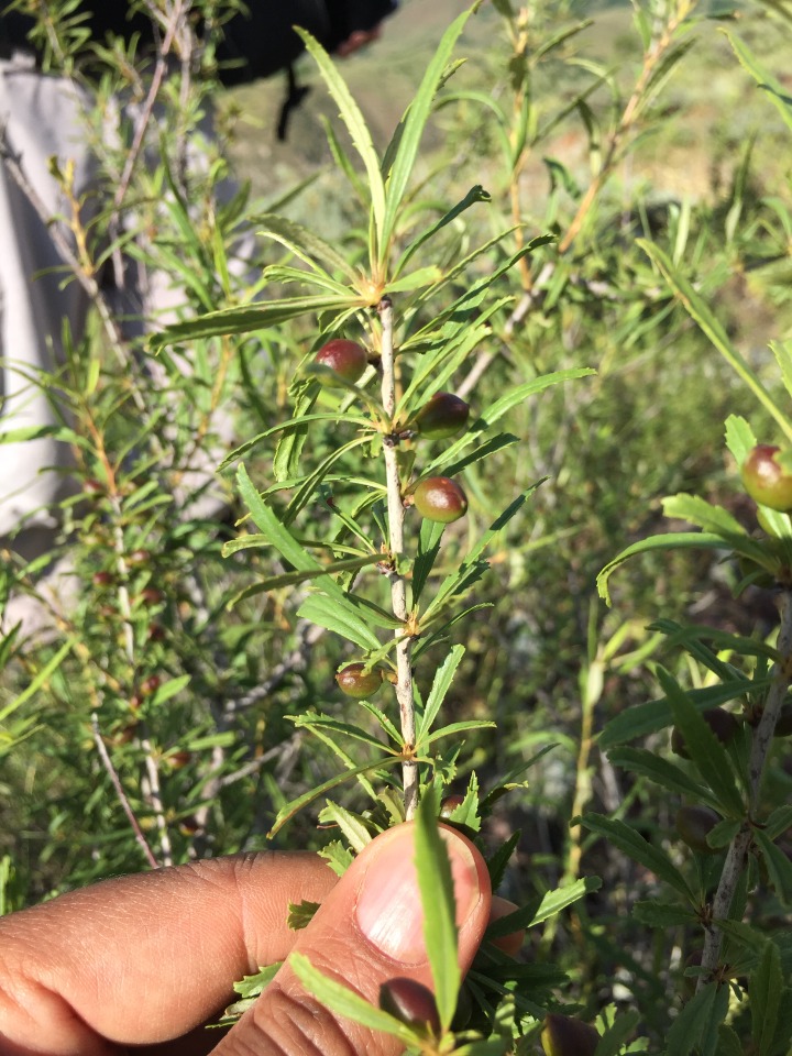 Cerasus angustifolia