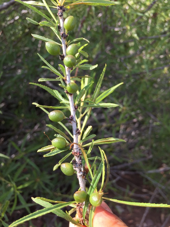 Cerasus angustifolia