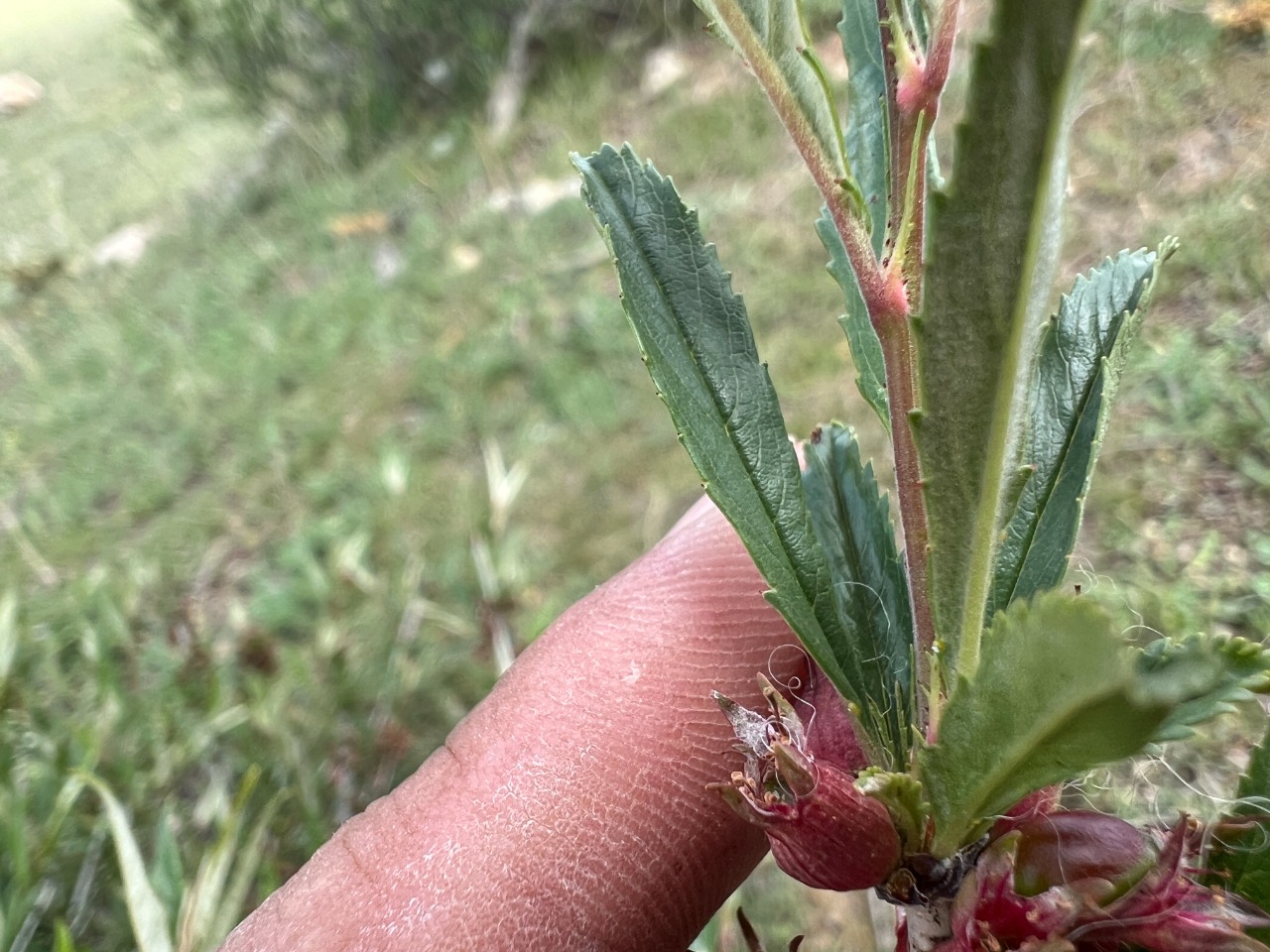 Cerasus angustifolia