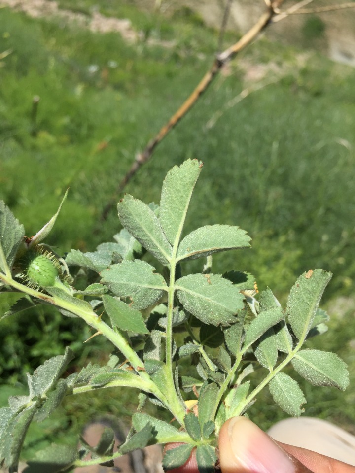 Rosa orientalis