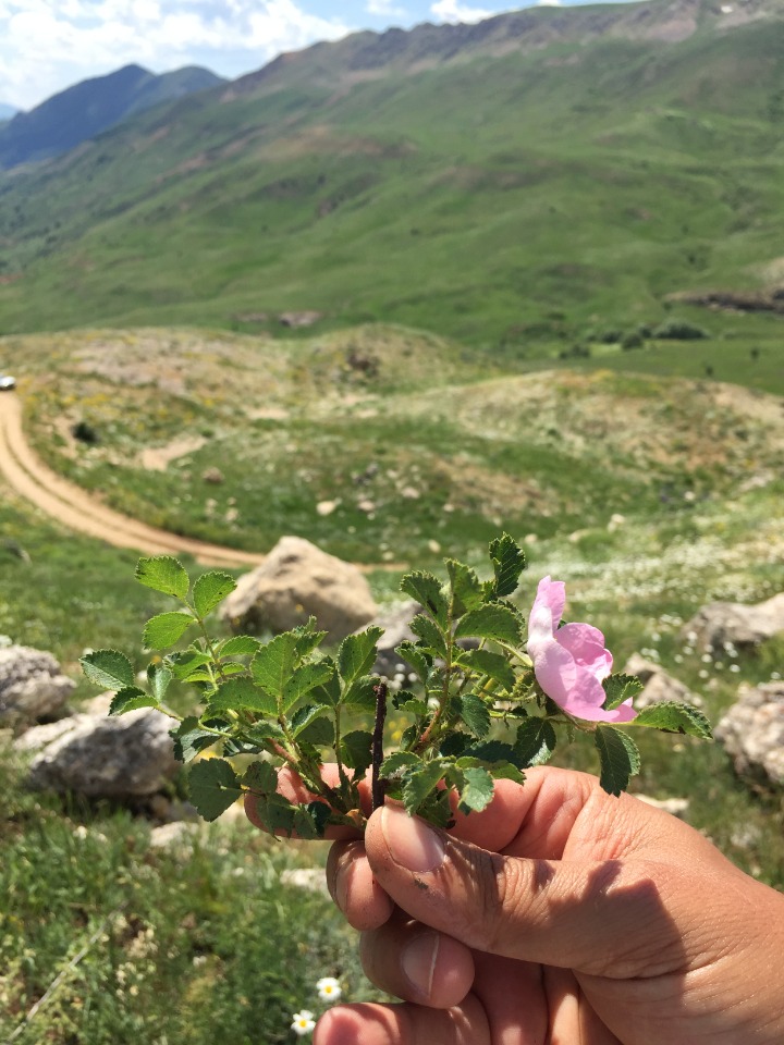 Rosa pulverulenta