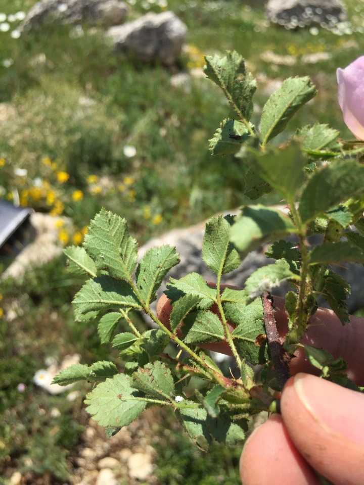 Rosa pulverulenta