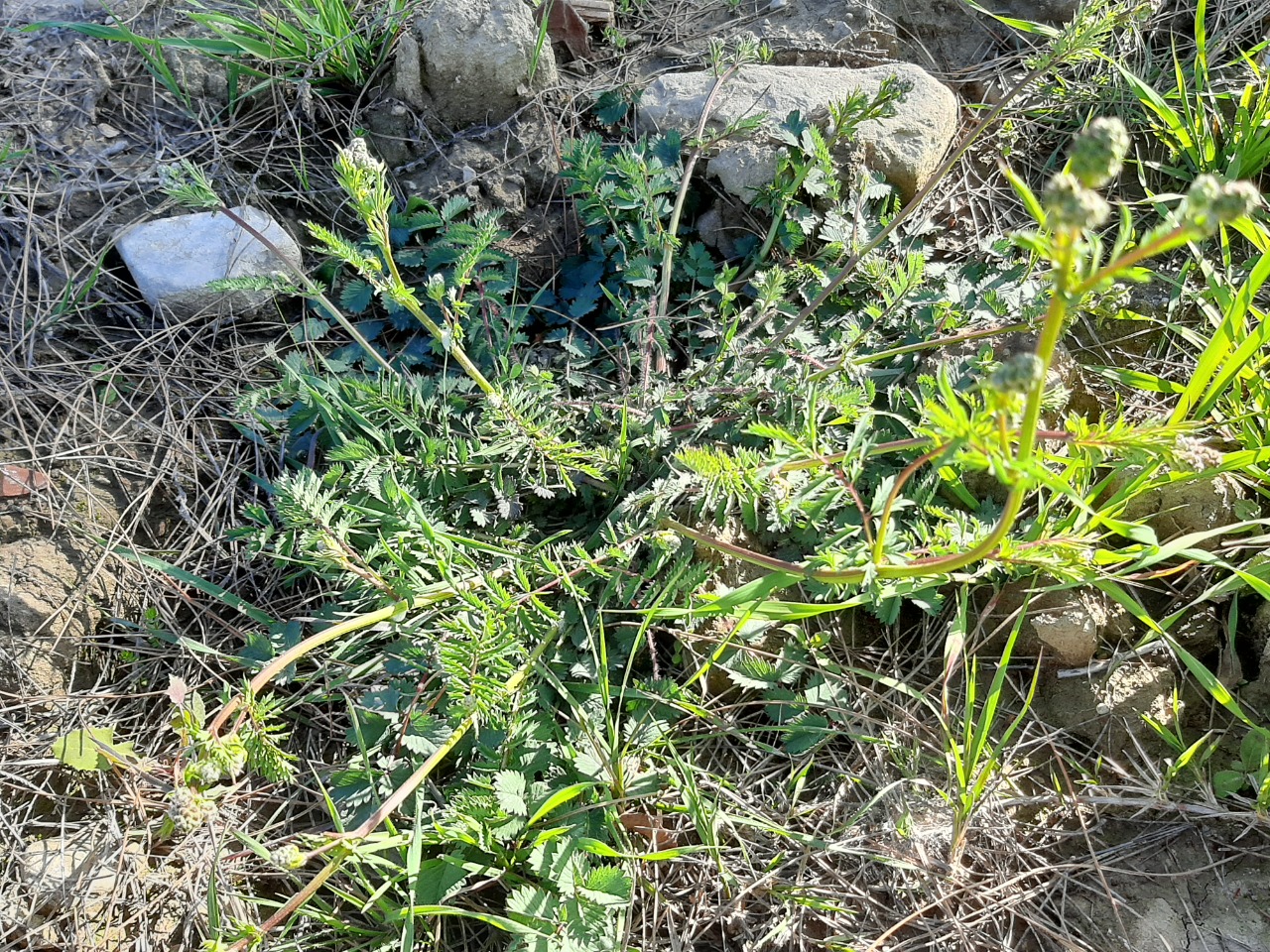 Sanguisorba minor