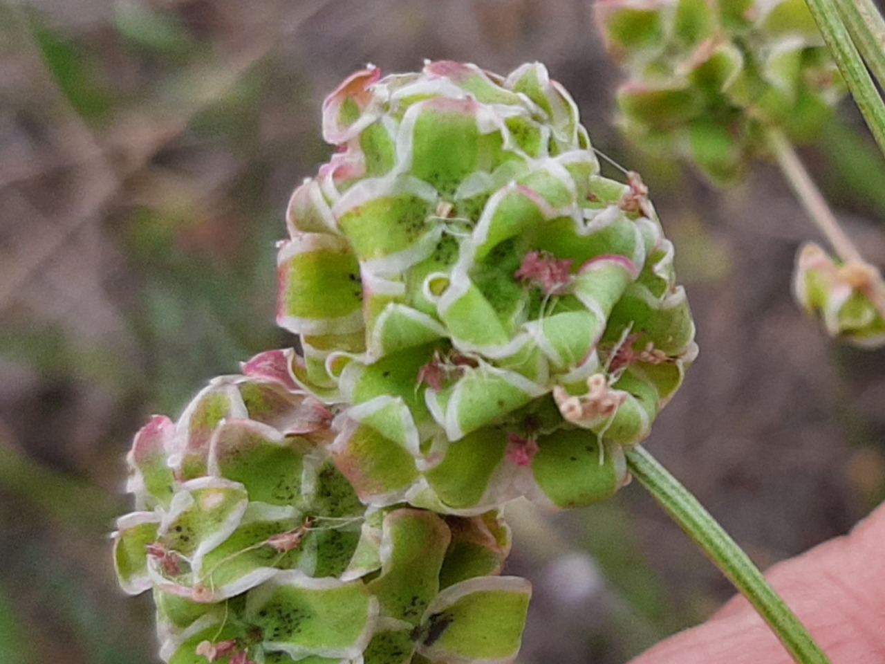 Sanguisorba minor