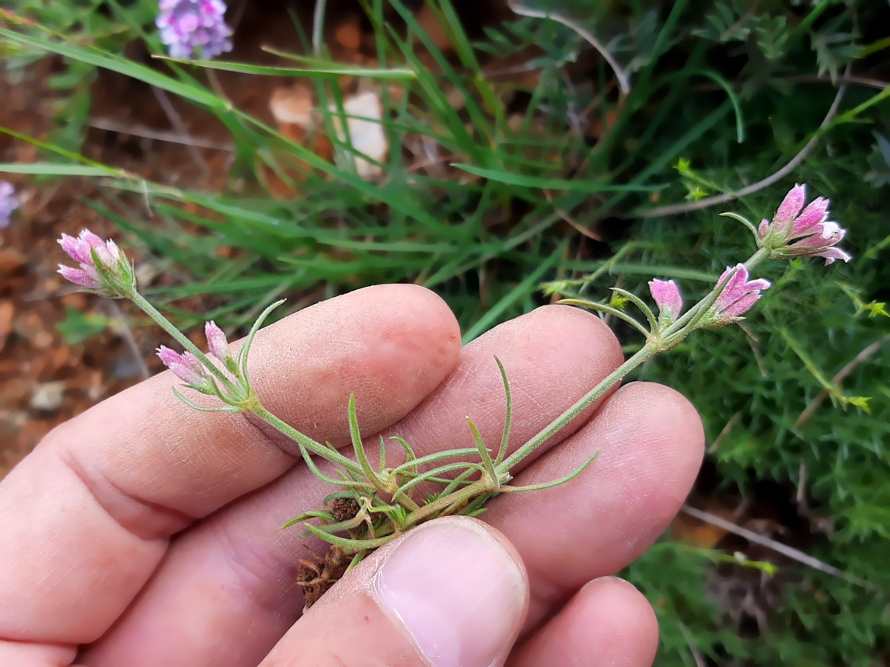 Asperula affinis