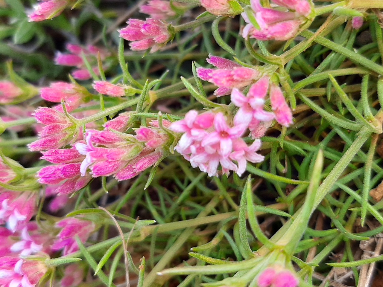 Asperula affinis