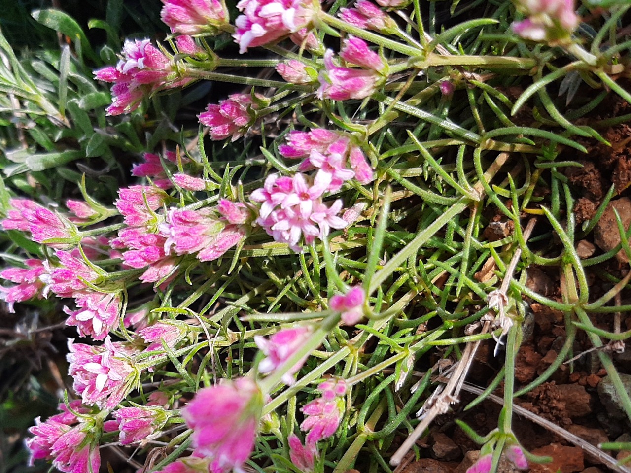 Asperula affinis