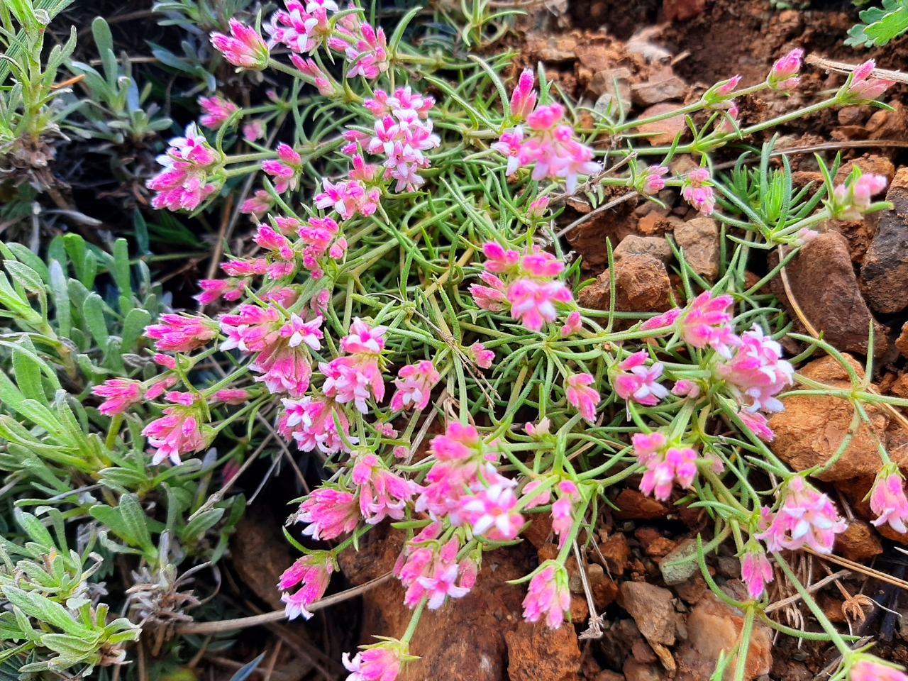 Asperula affinis