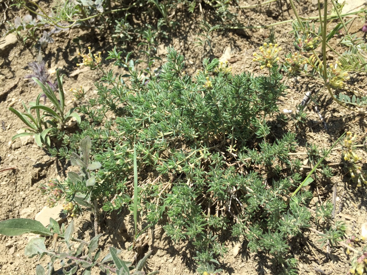 Asperula glomerata