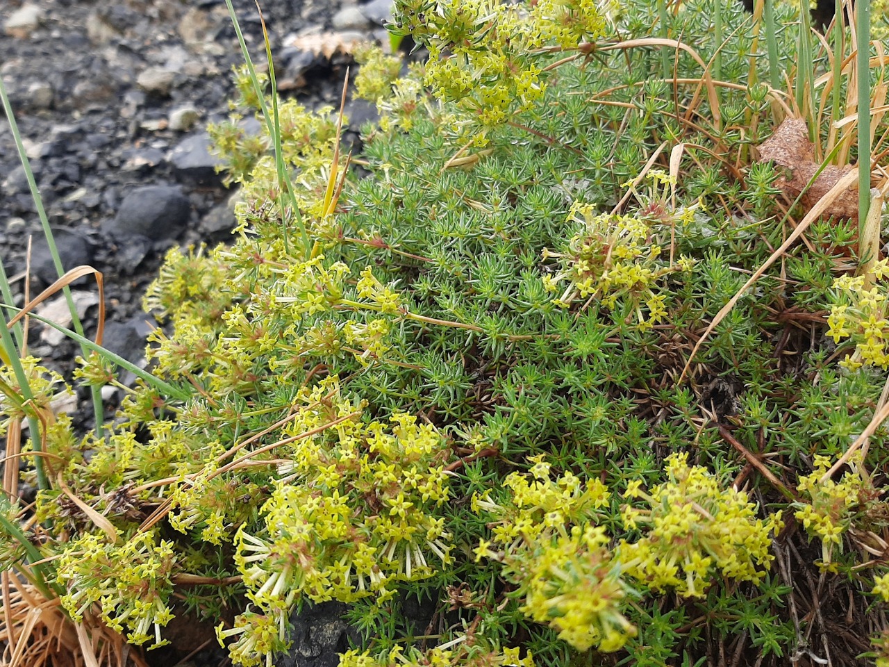 Asperula glomerata