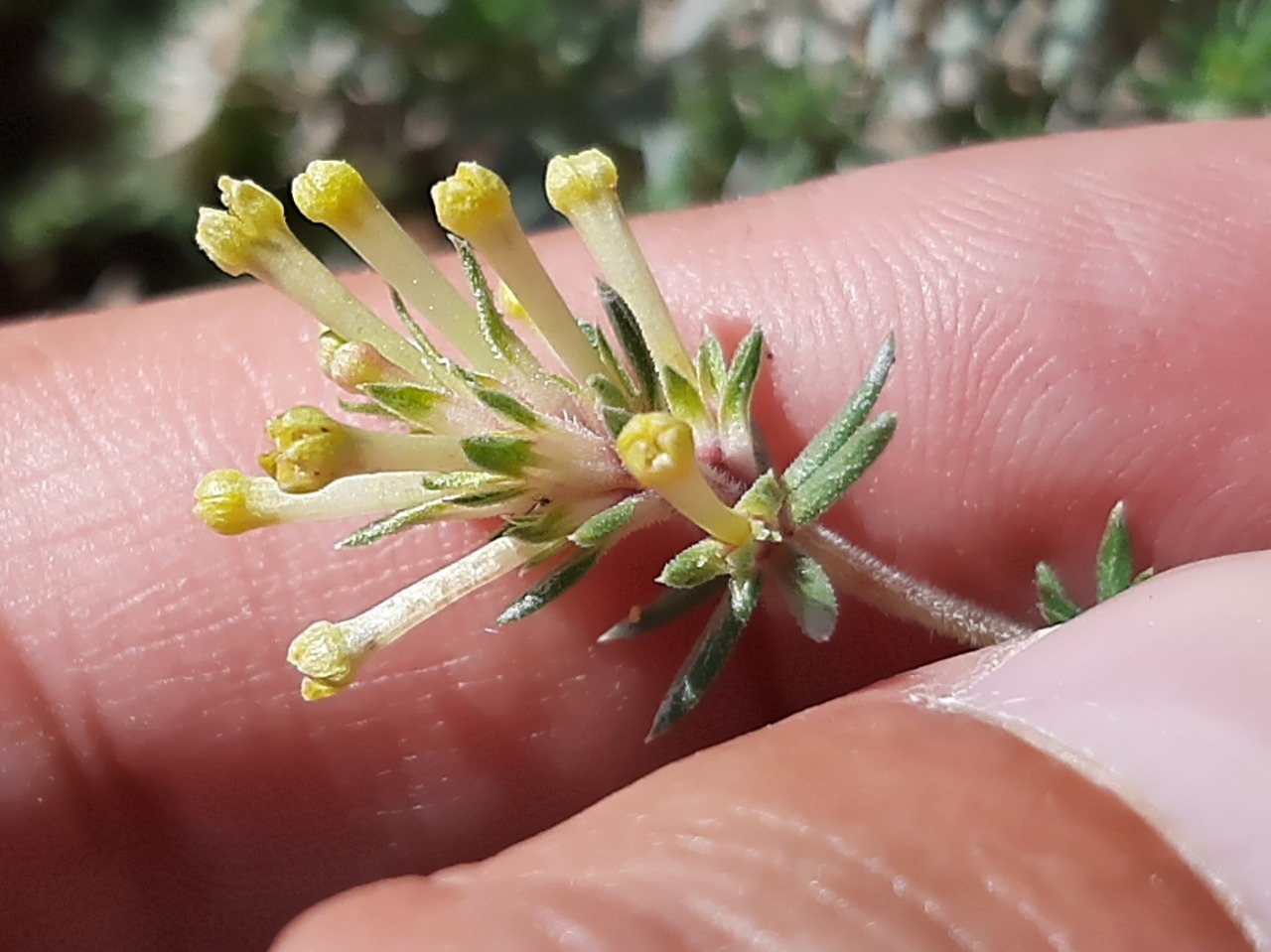 Asperula glomerata