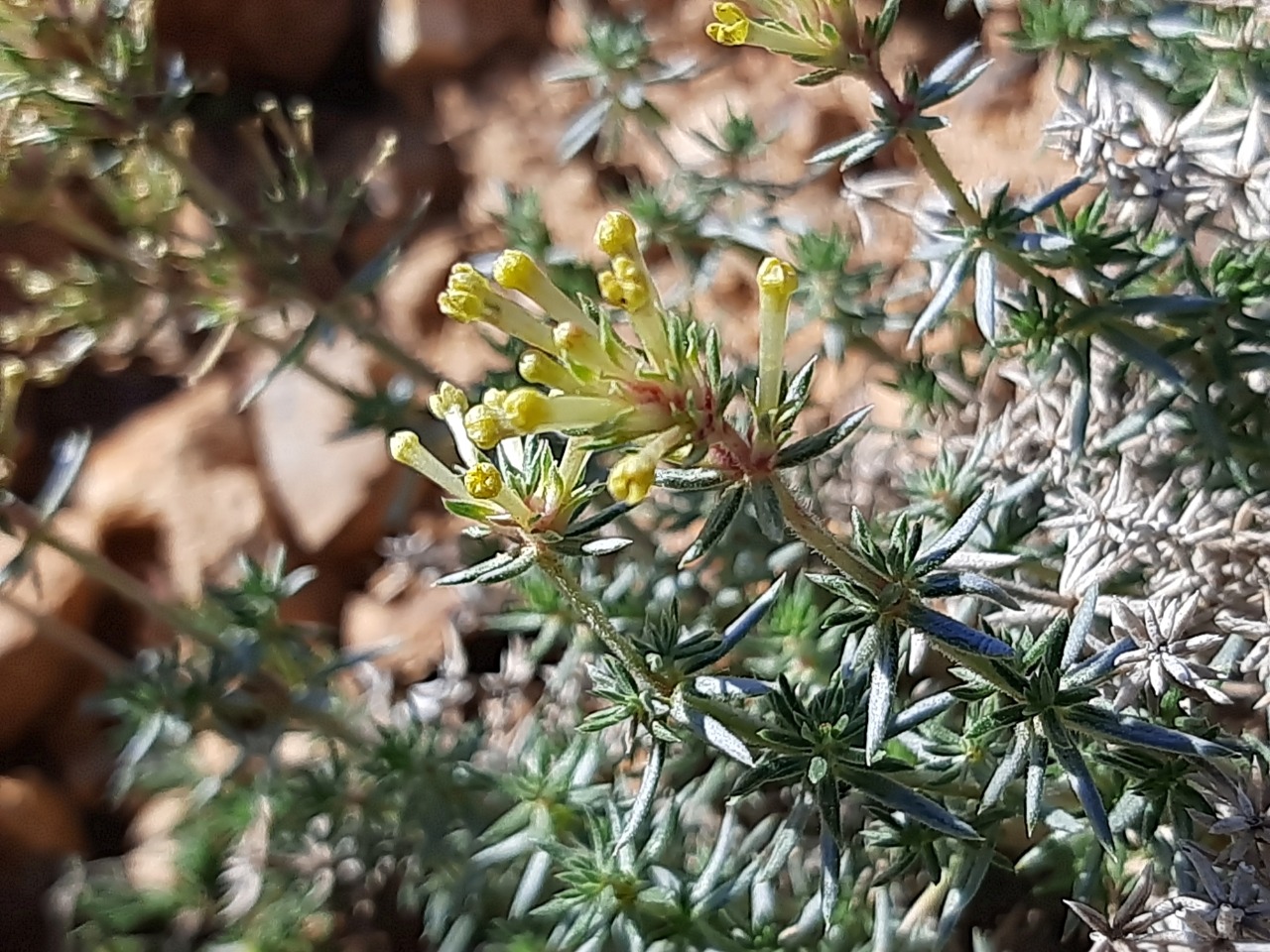 Asperula glomerata