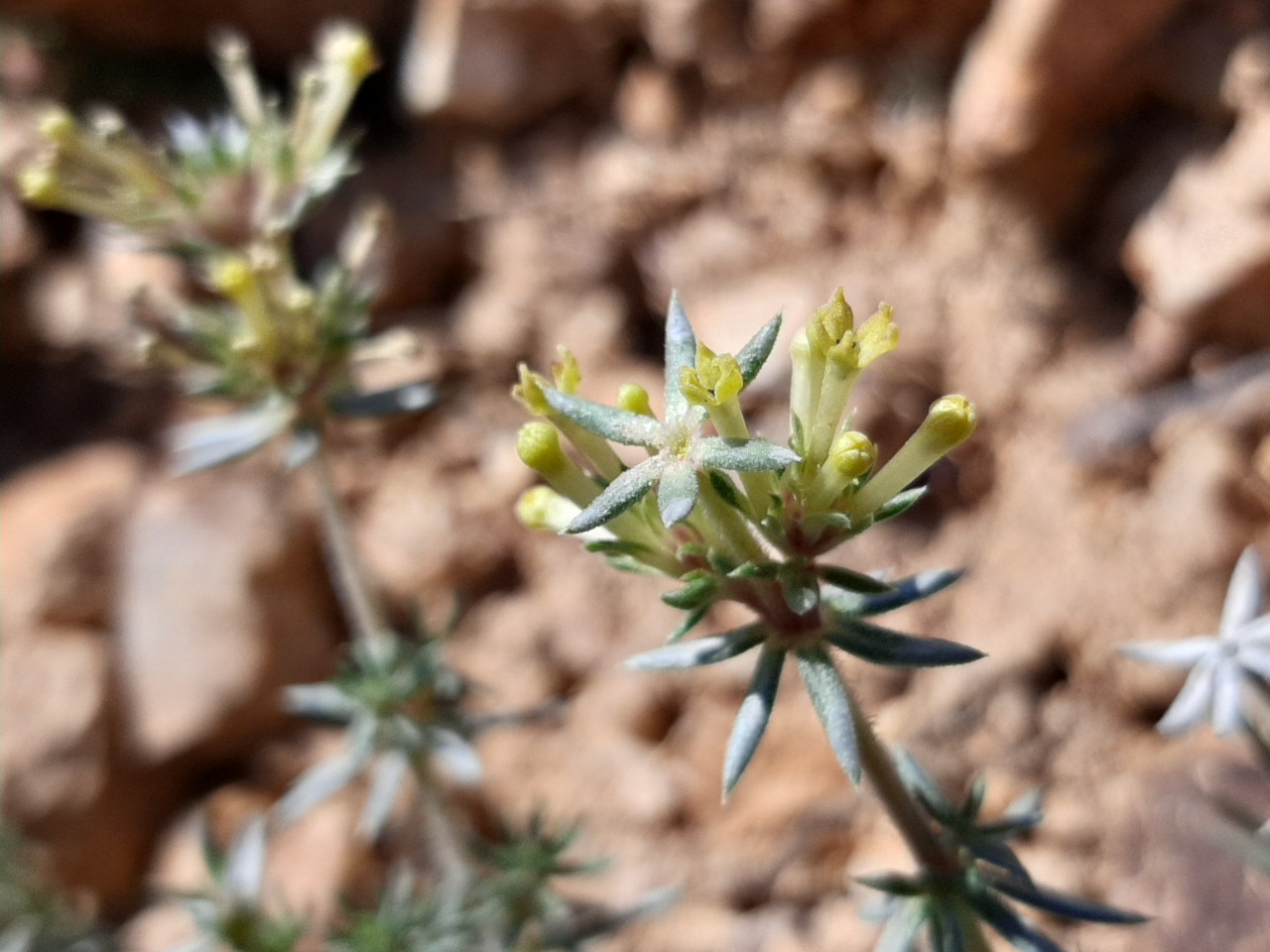 Asperula glomerata