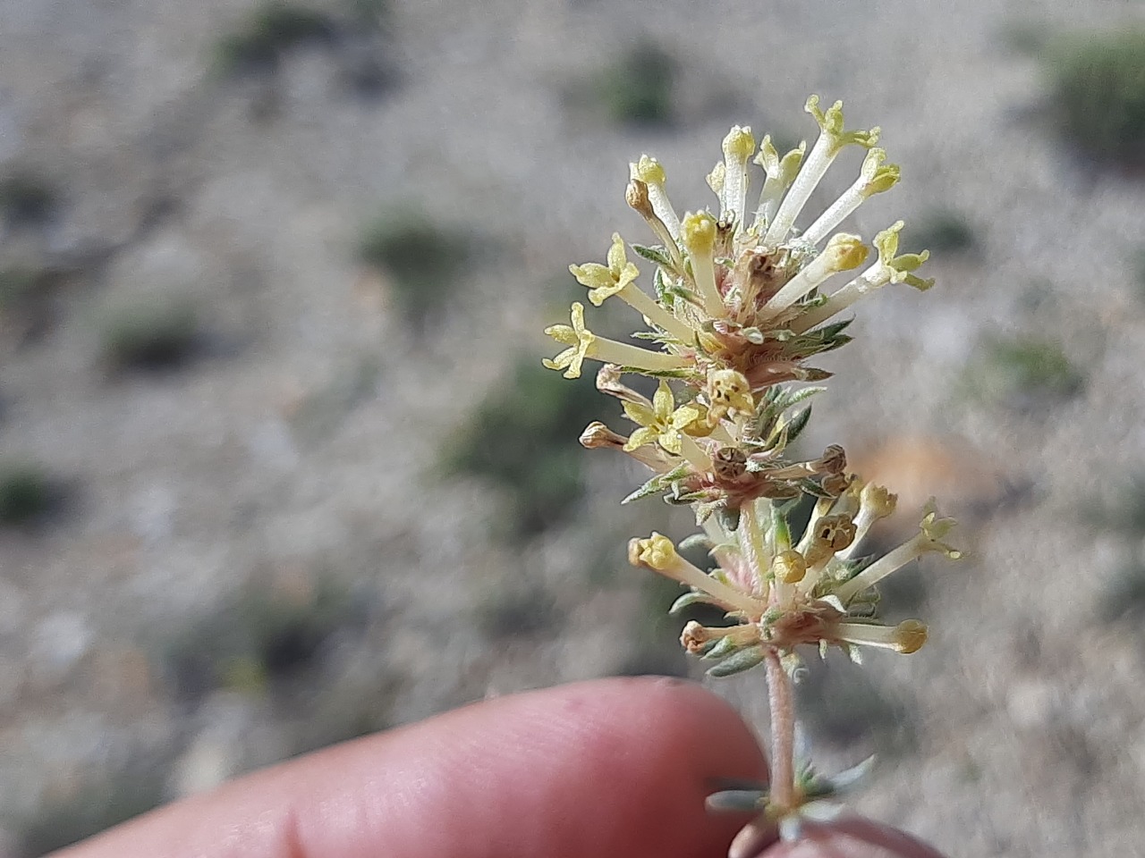 Asperula glomerata