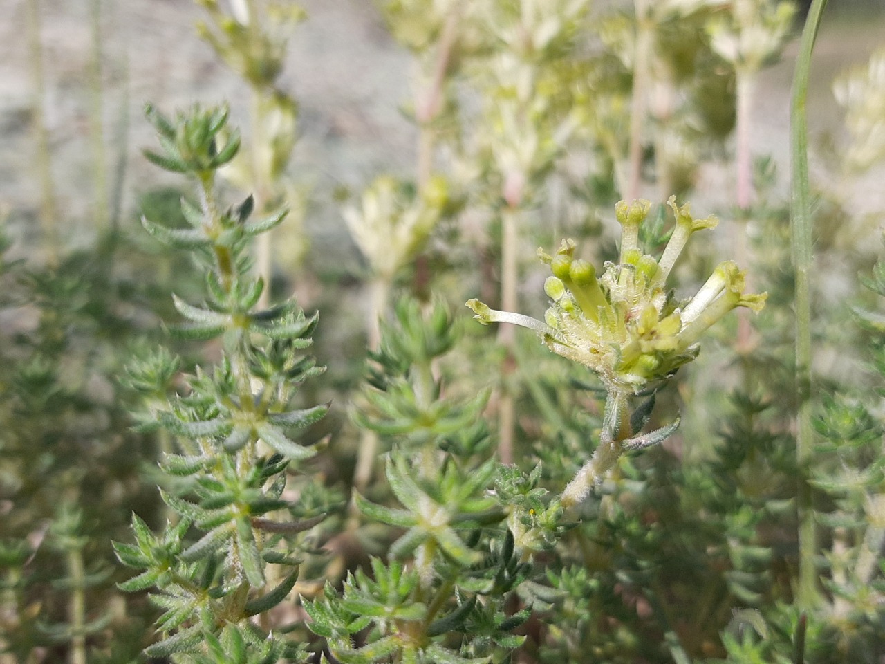 Asperula glomerata