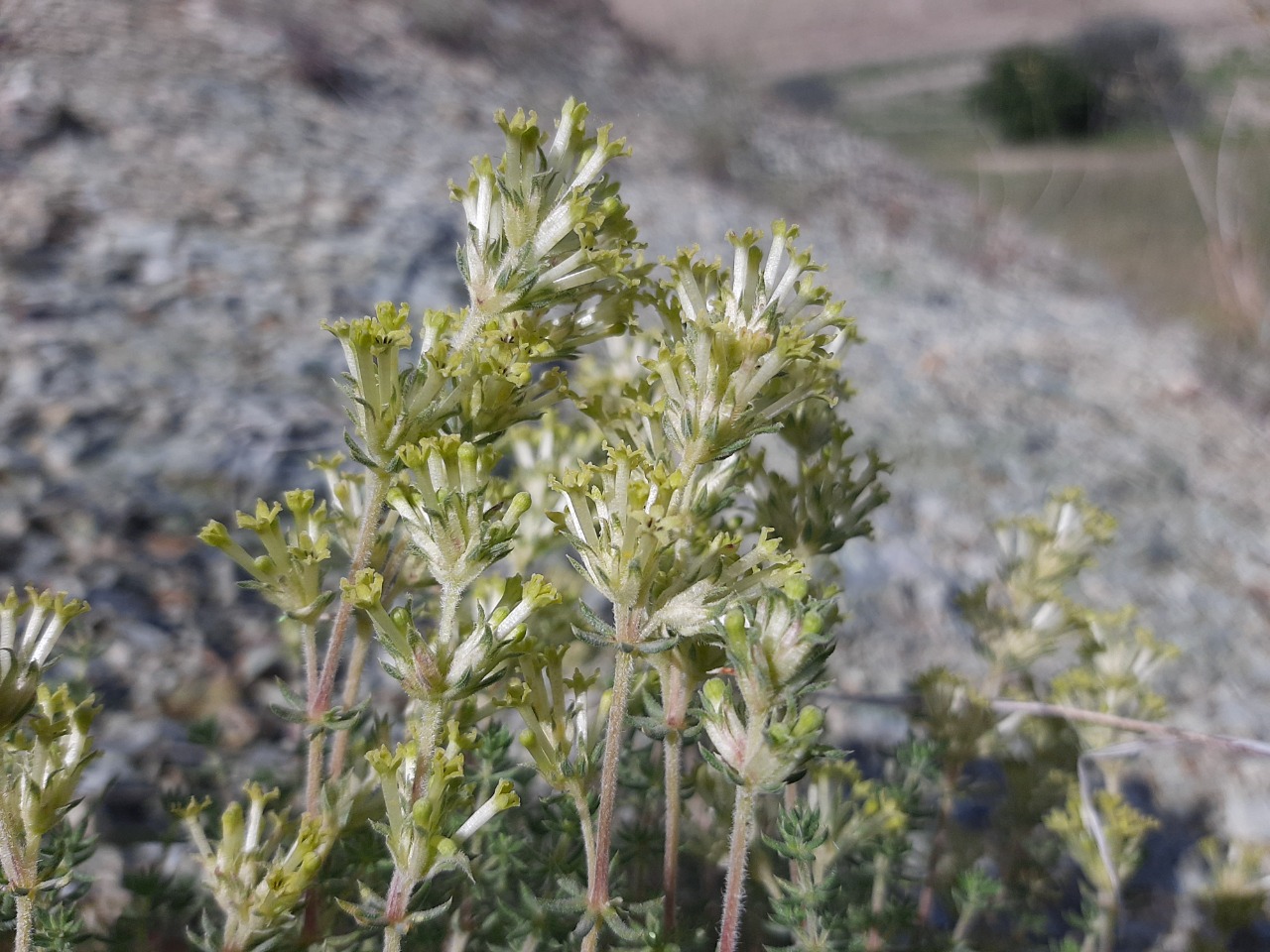 Asperula glomerata