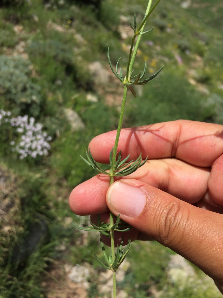 Asperula glomerata subsp. glomerata