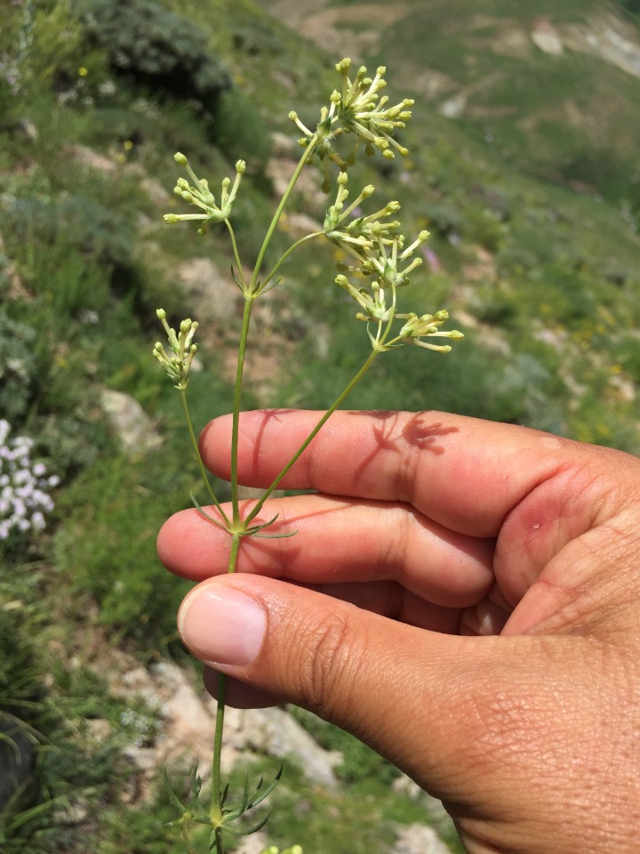 Asperula glomerata subsp. glomerata