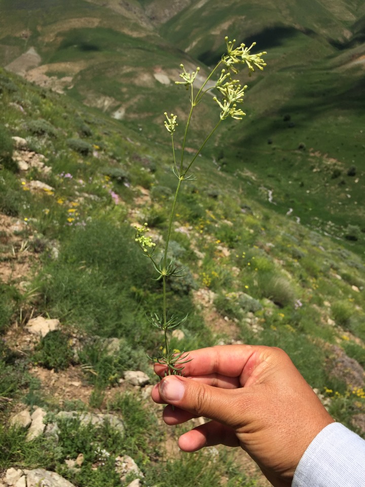 Asperula glomerata subsp. glomerata