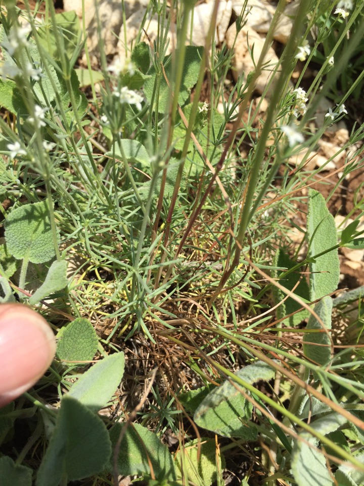 Asperula bornmuelleri