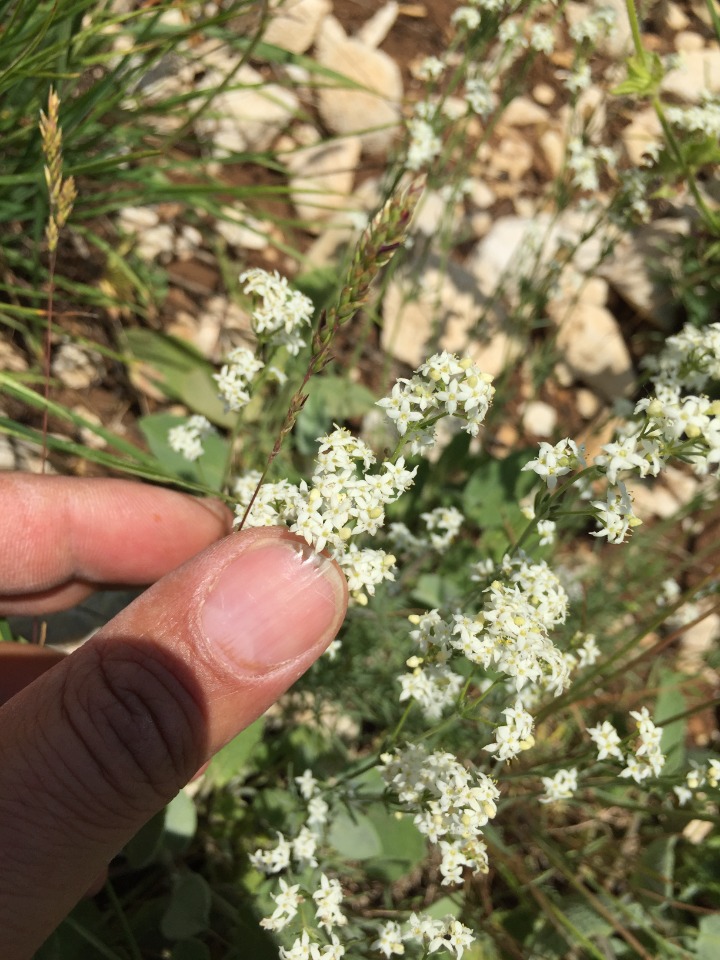 Asperula bornmuelleri