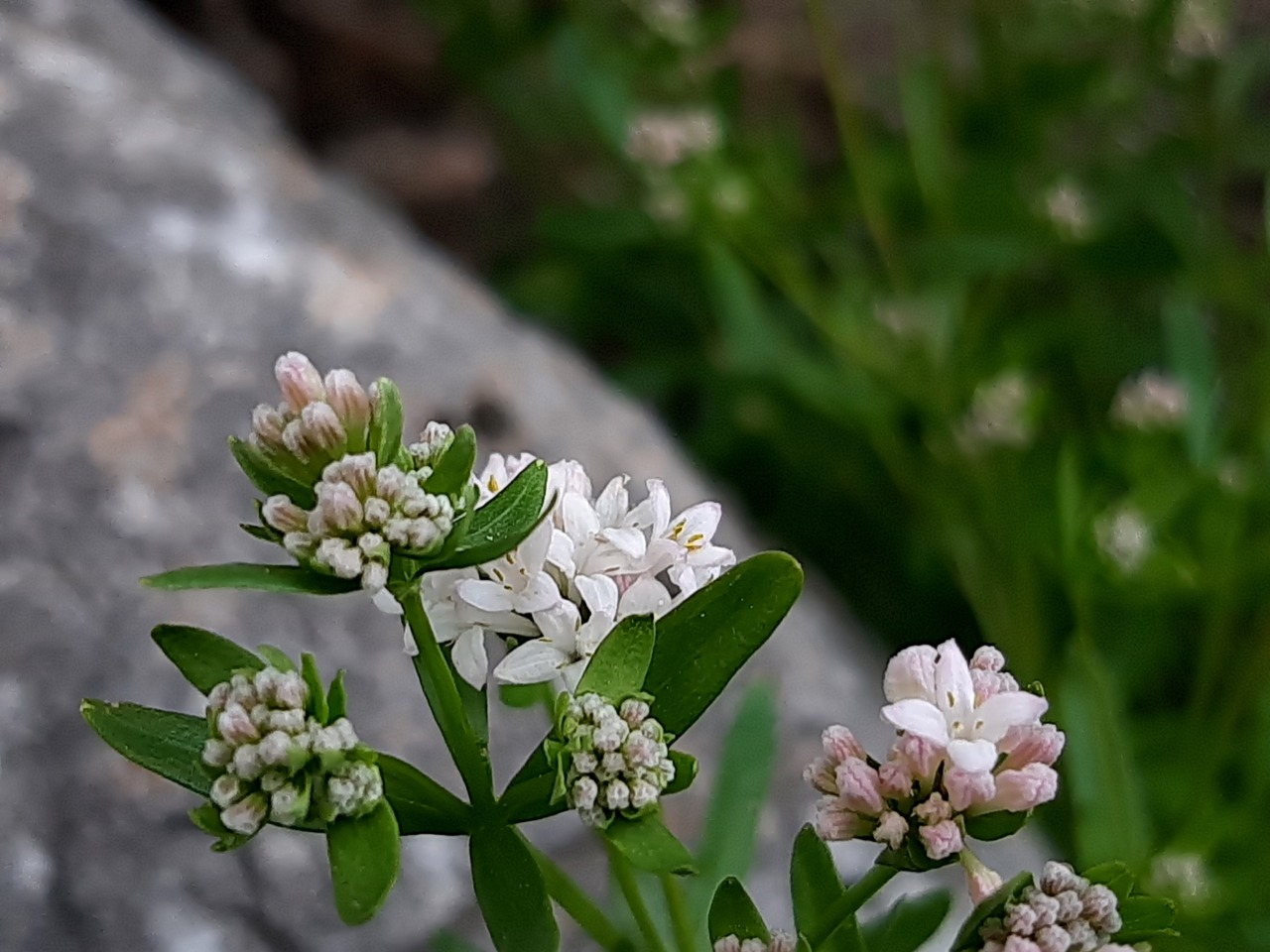 Asperula involucrata