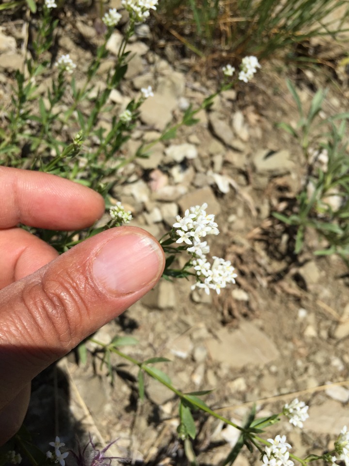 Asperula involucrata