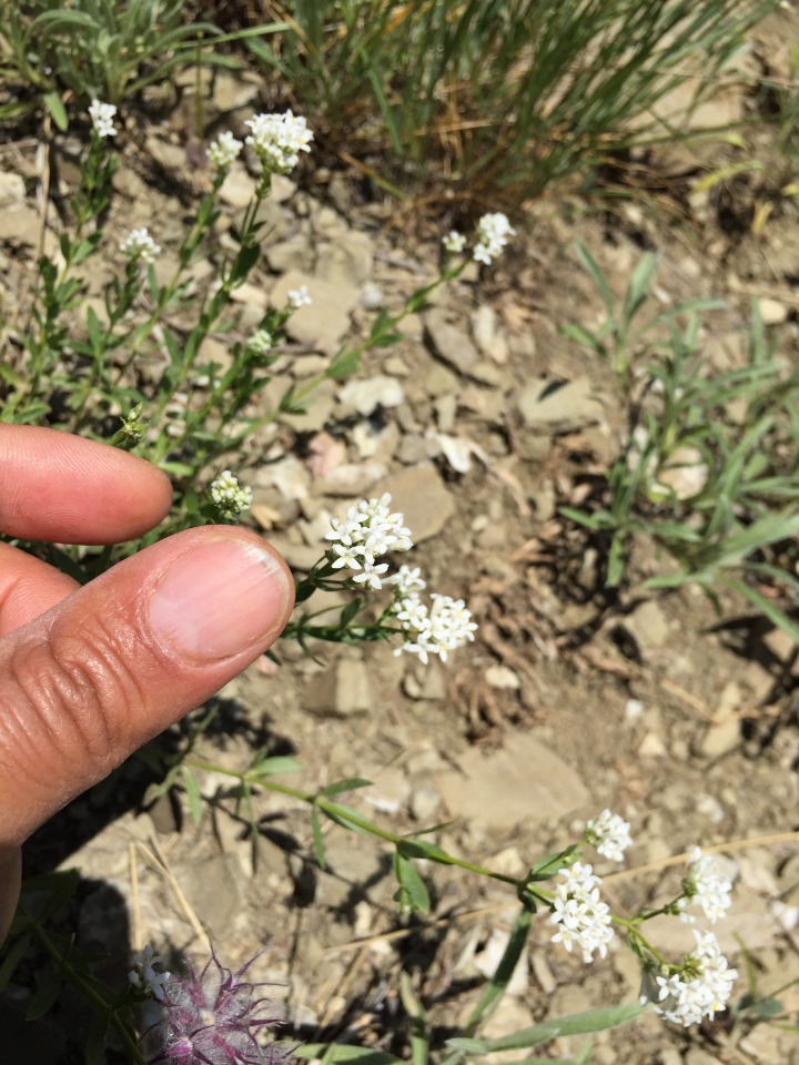 Asperula involucrata