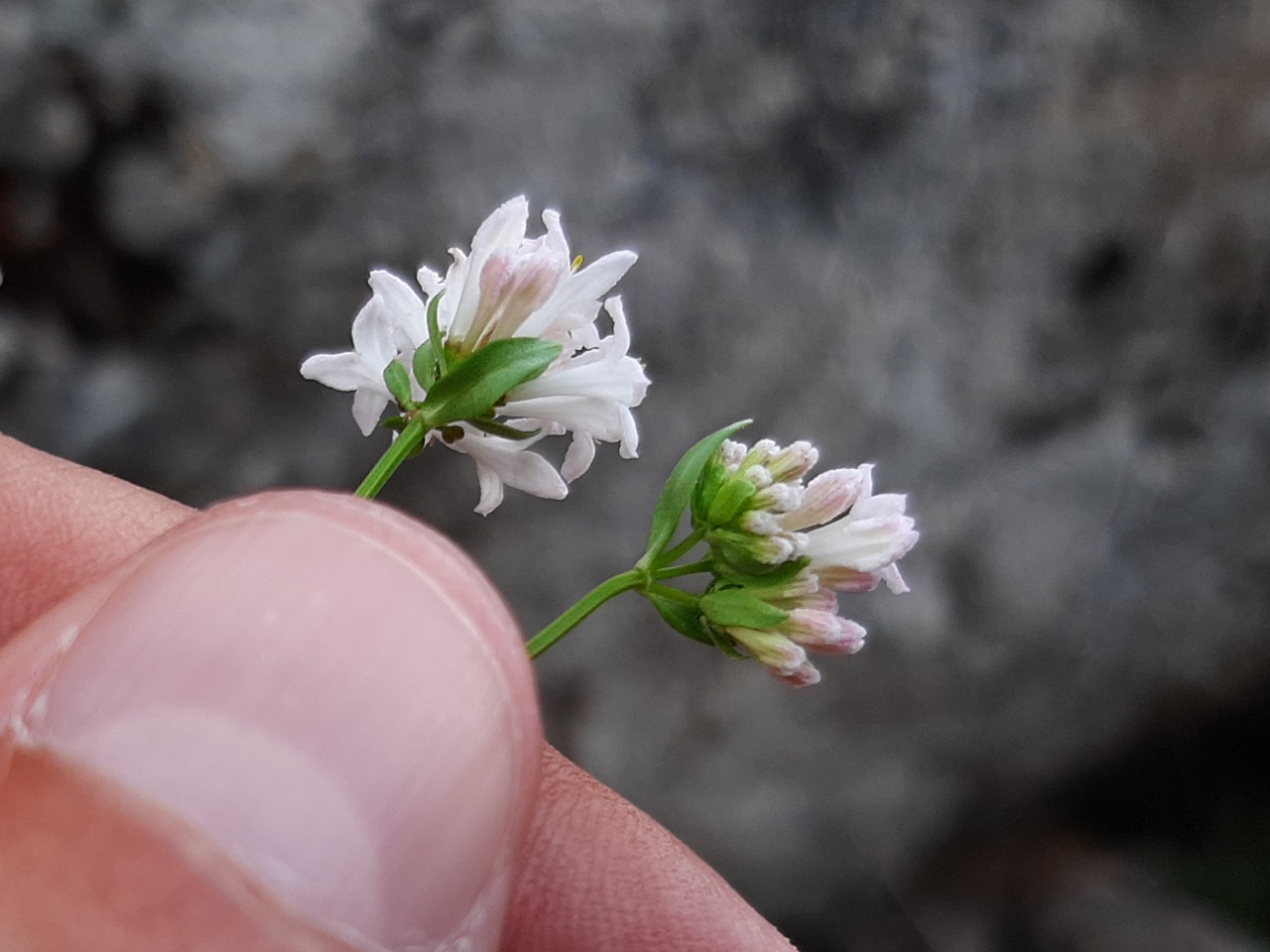 Asperula involucrata
