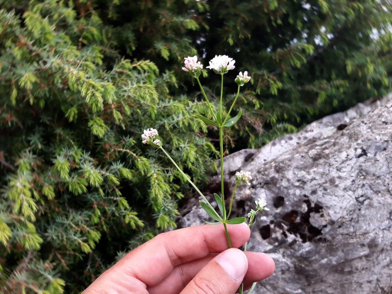 Asperula involucrata