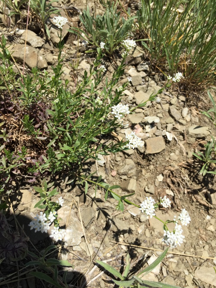 Asperula involucrata