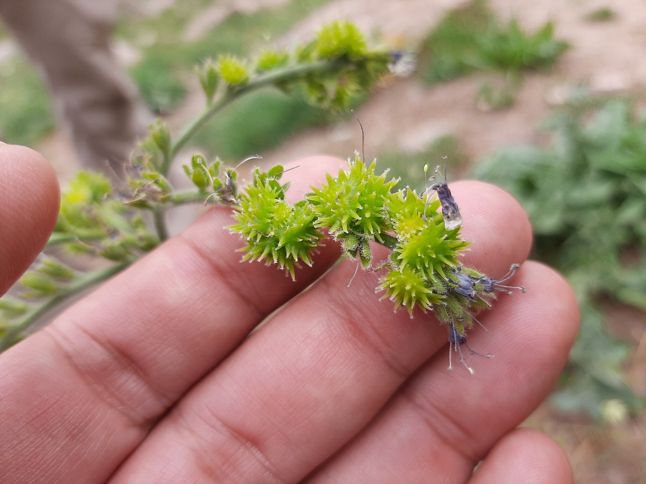 Solenanthus stamineus