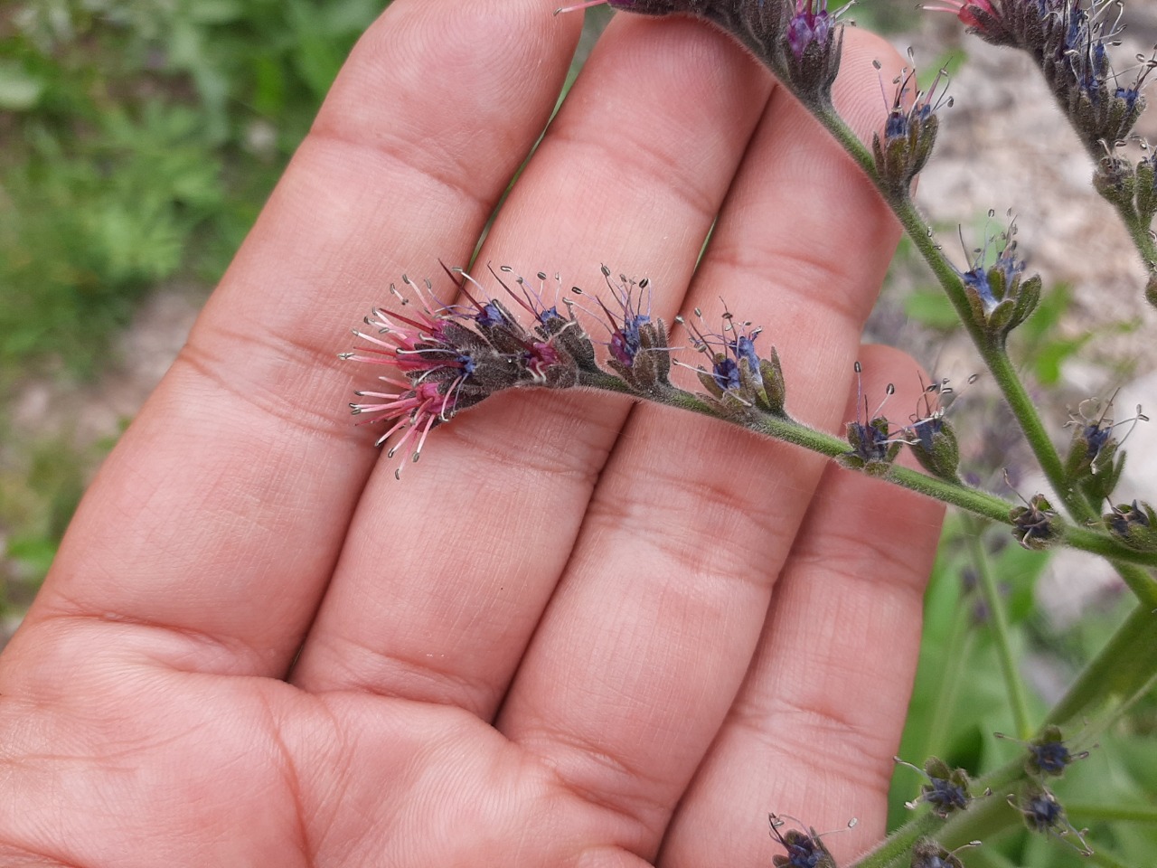 Solenanthus stamineus
