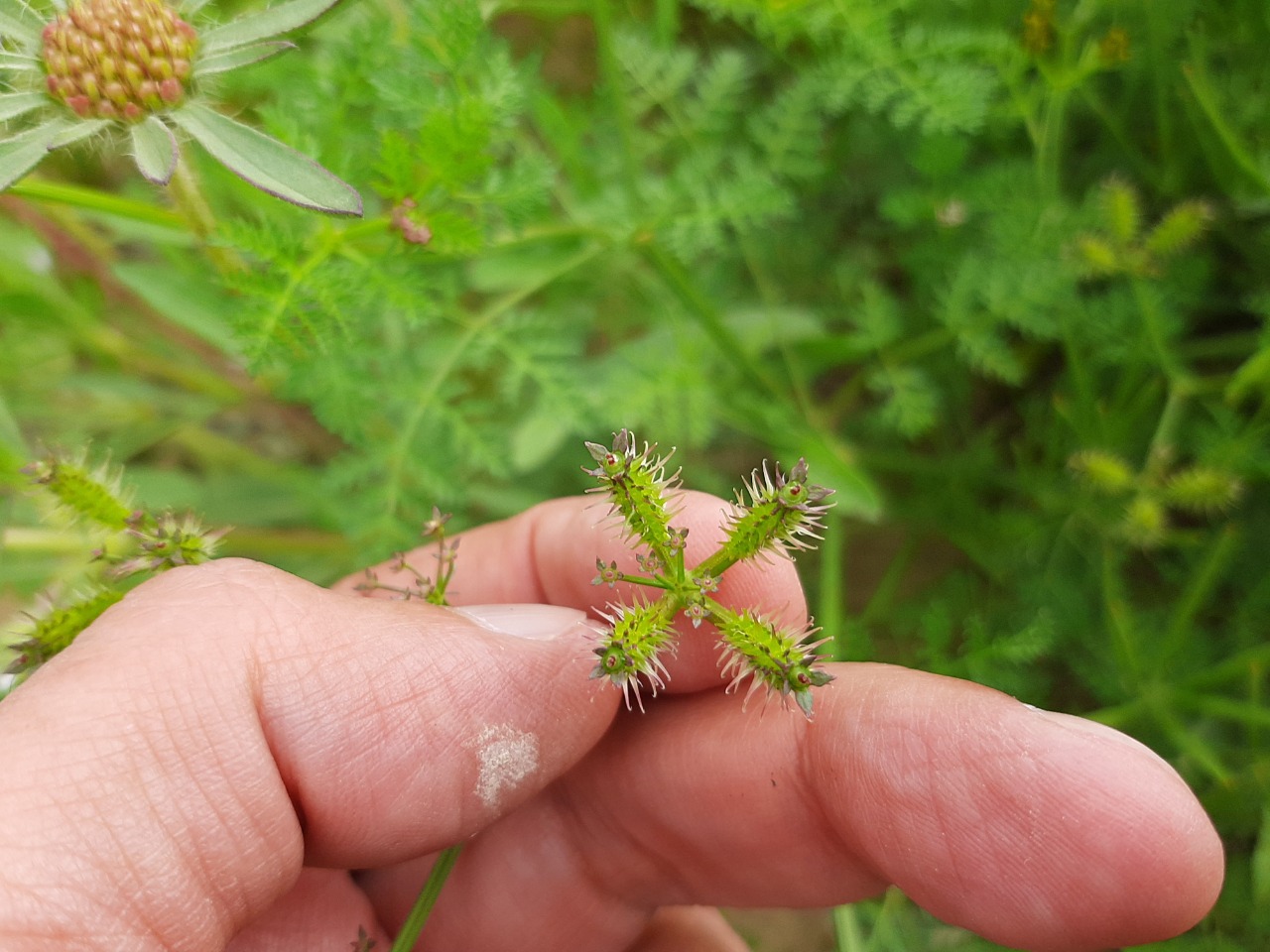 Caucalis platycarpos