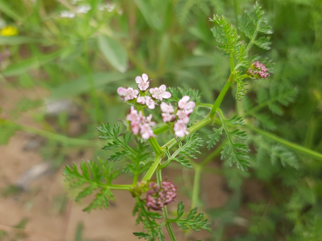 Caucalis platycarpos