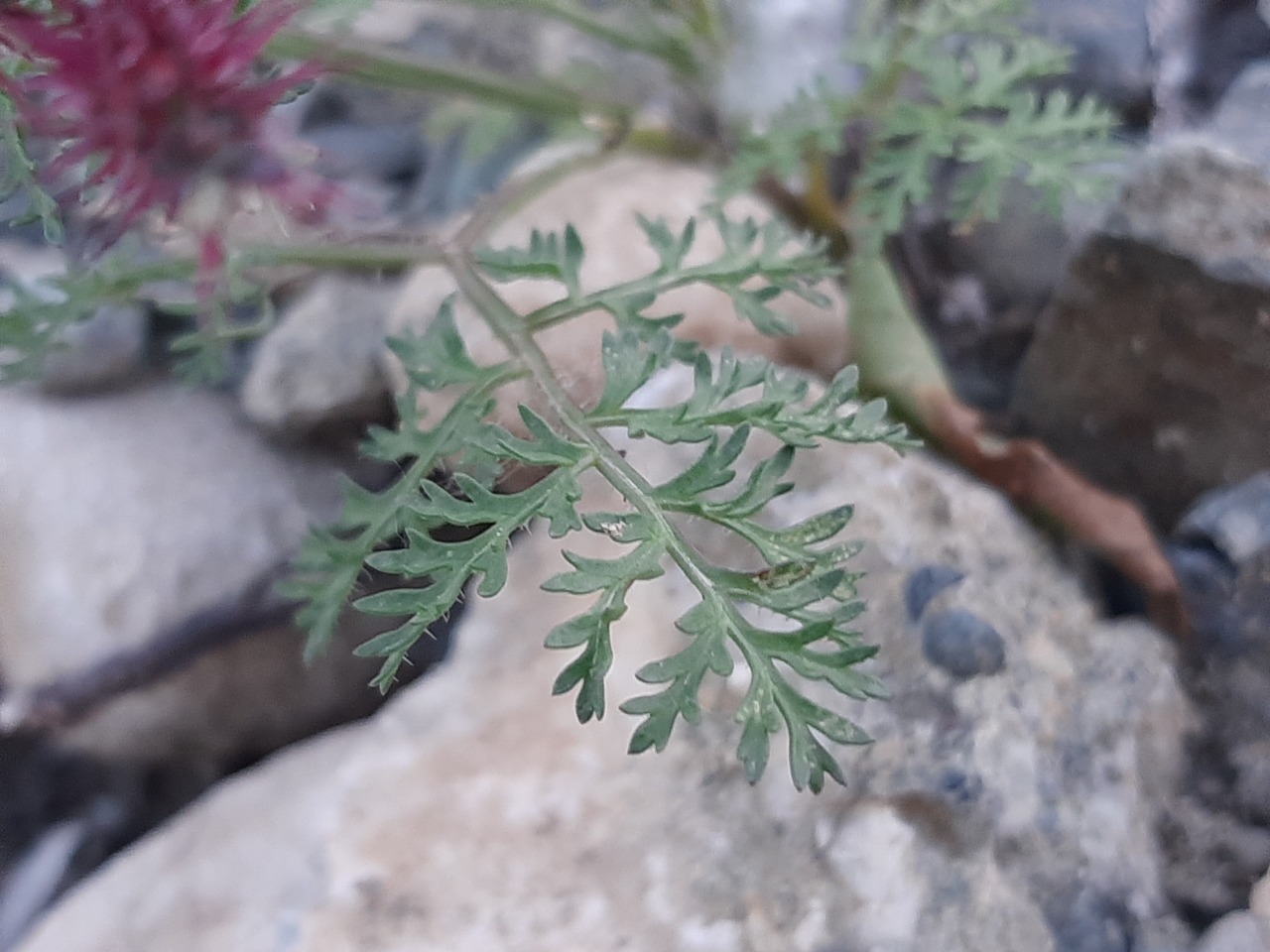 Caucalis platycarpos