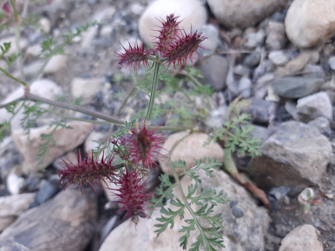 Caucalis platycarpos