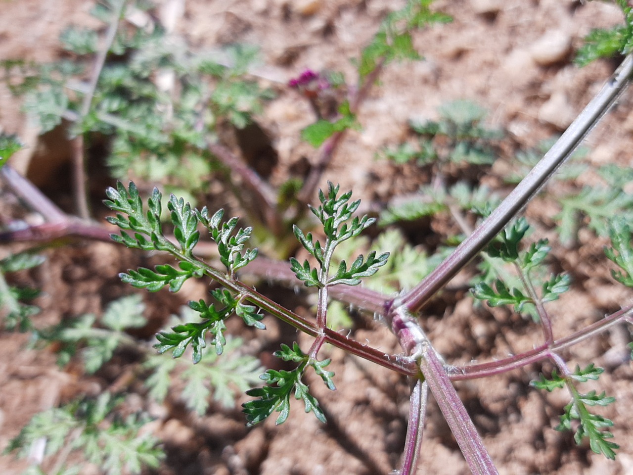 Caucalis platycarpos