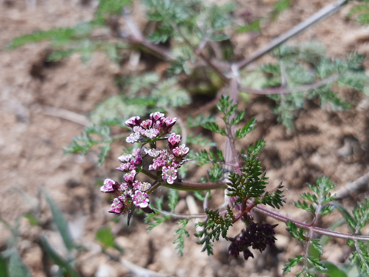 Caucalis platycarpos