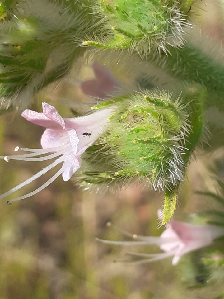 Echium italicum