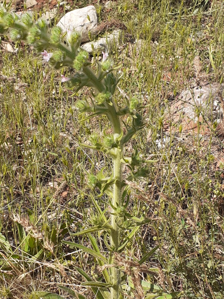 Echium italicum