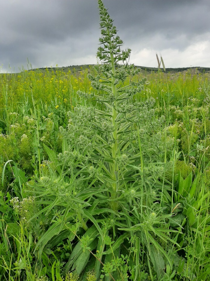 Echium italicum