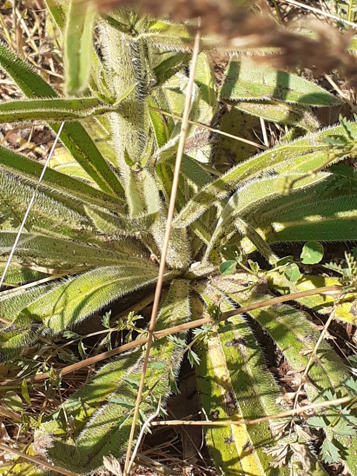 Echium italicum