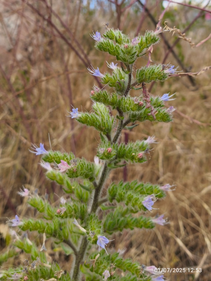 Echium italicum