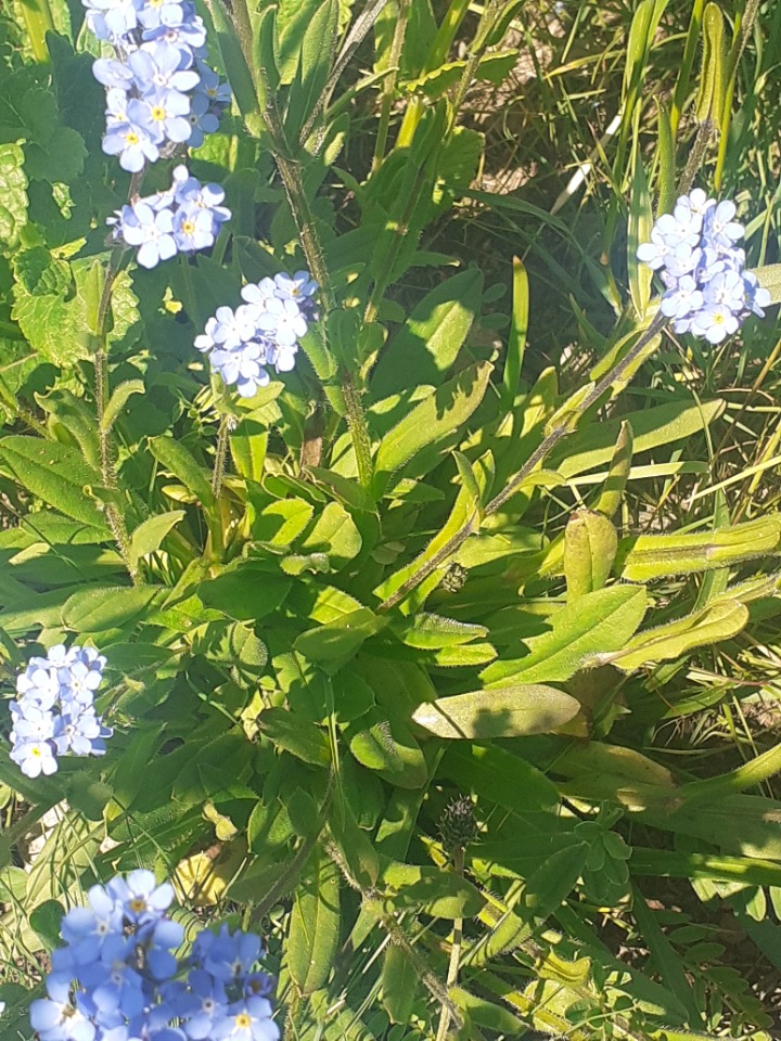 Myosotis alpestris