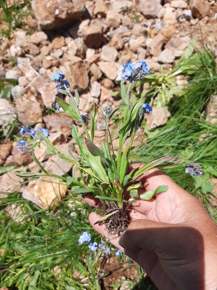 Myosotis alpestris