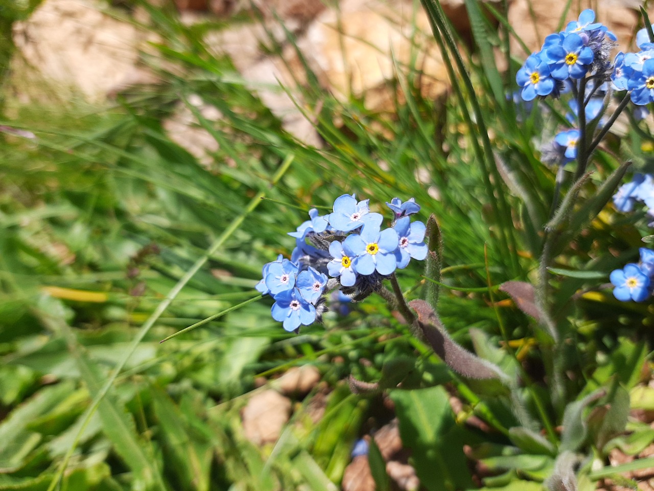 Myosotis alpestris