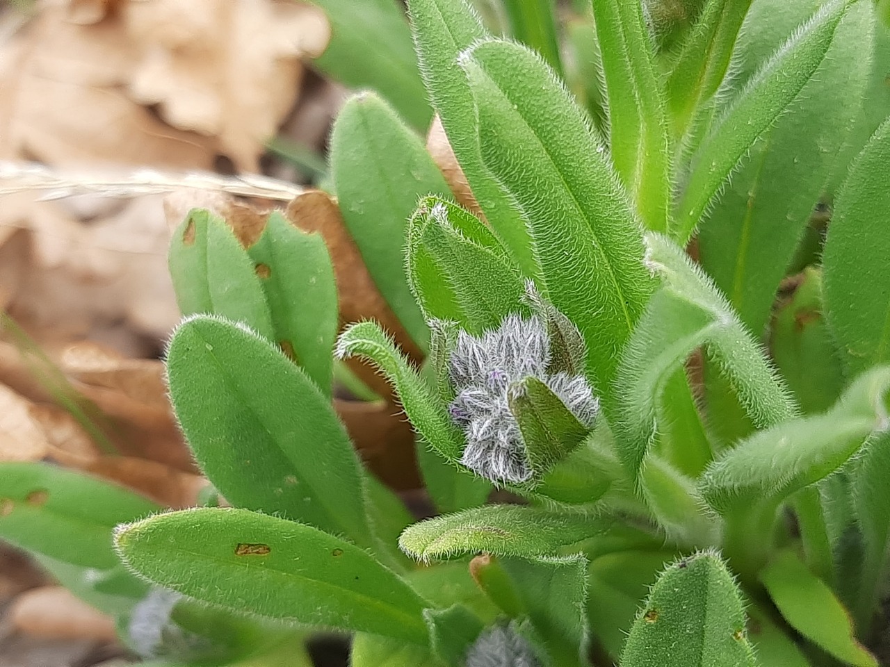 Myosotis alpestris