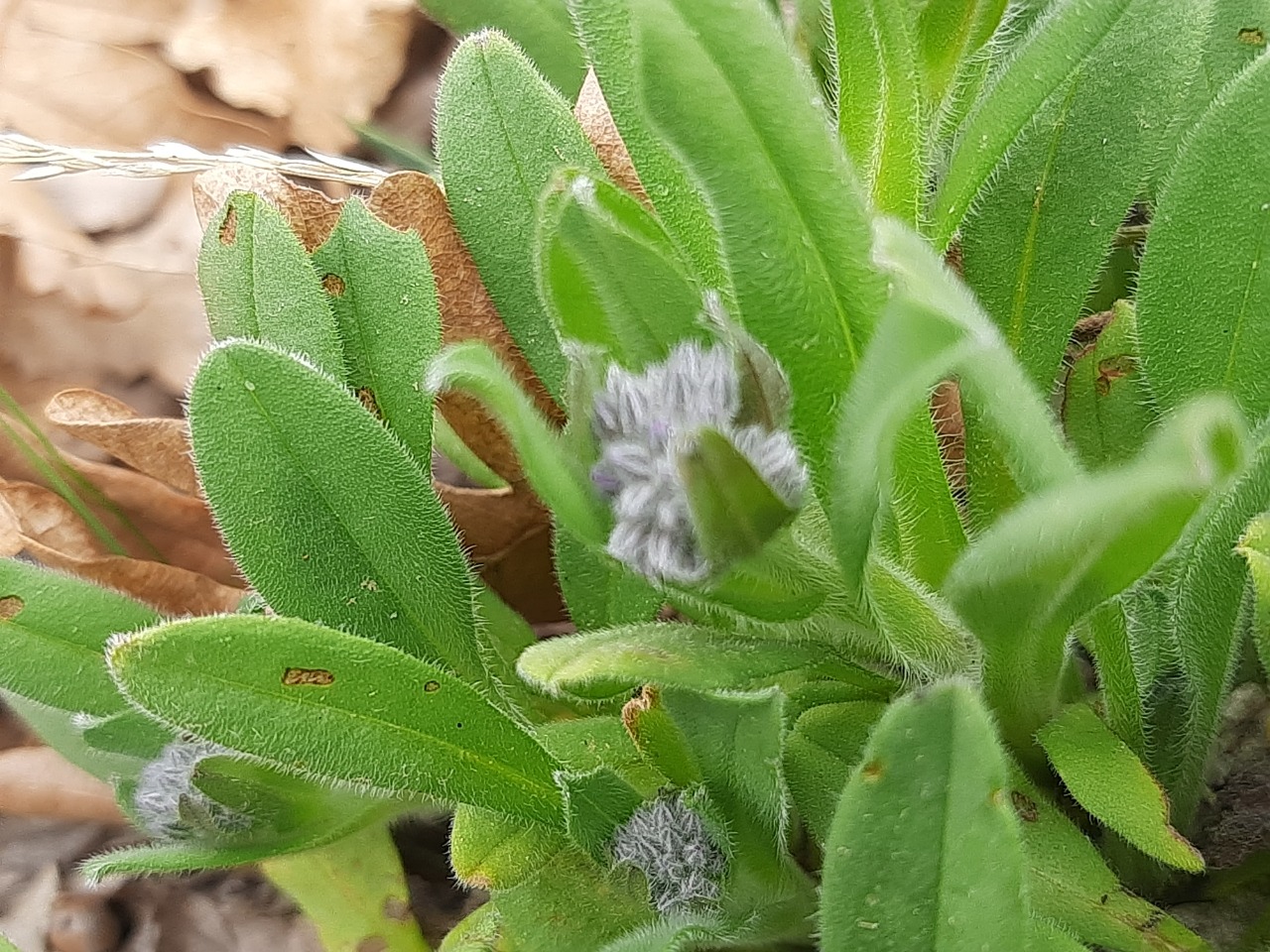 Myosotis alpestris
