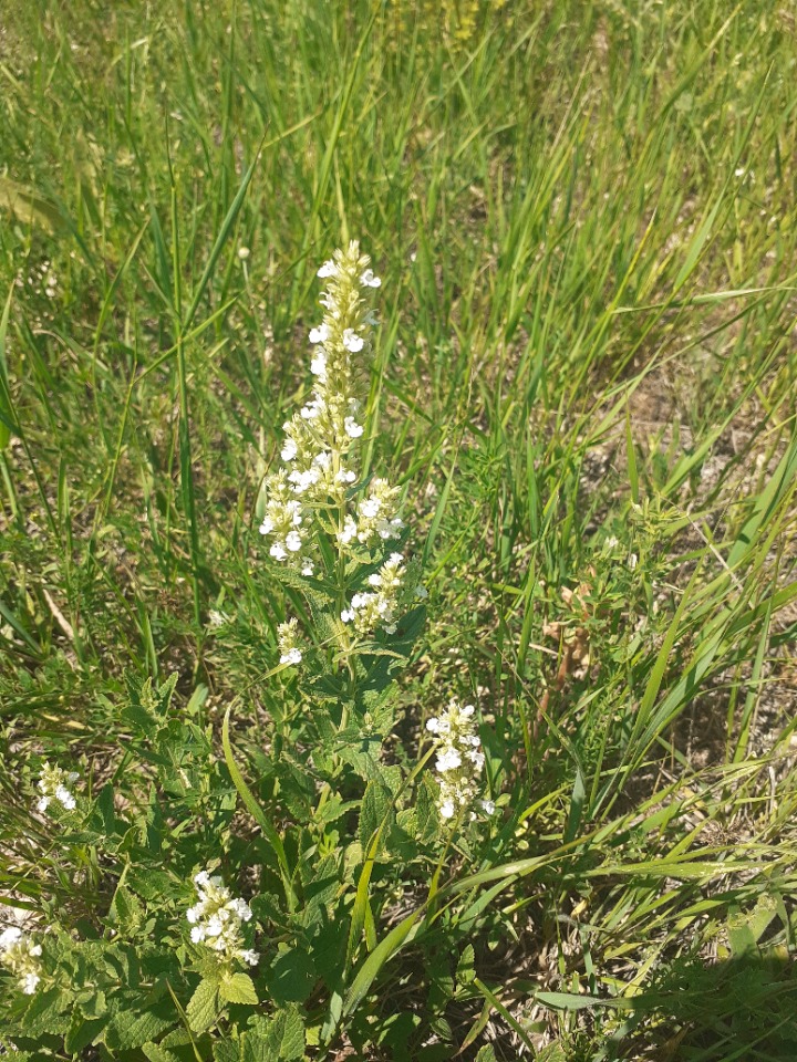 Nepeta italica